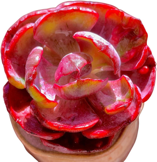 FWPP Cotyledon orbiculata ‘Variegated Heart of Moon’Live Succulent Plant in 2 Inch Pot, Red-Edged Variegated Leaves, Fully Rooted Easy Care Houseplant, Great Gift for Plant Lovers & Indoor Decor