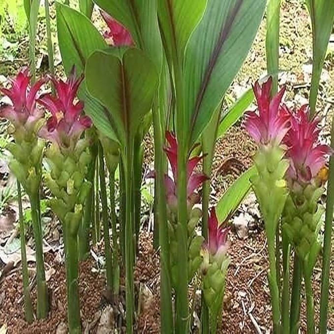 Premium Live Black Turmeric (Curcuma caesia) Plants - Rare Herbal Medicinal Plant, Perfect for Home Gardens (4 Black Turmeric Bags)