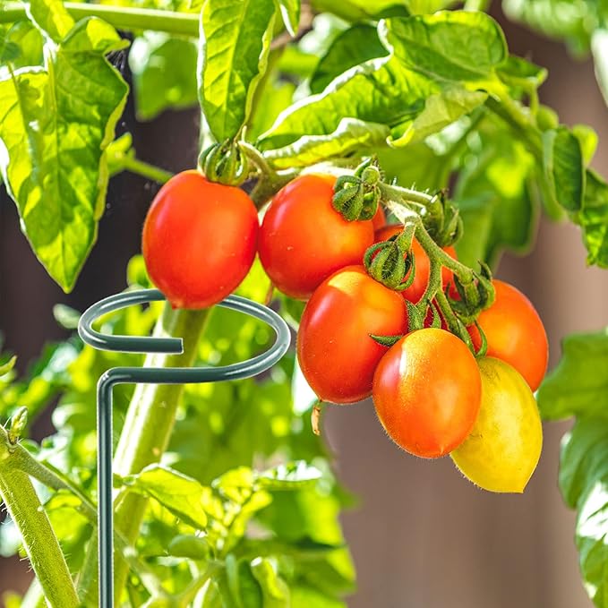 36 Inch 12 Packs Plant Support Stakes,Garden Single stemmed Plant Support Hoops, Plant Prop, for Flowers,Orchid, Tomatoes Peony Lily Rose (36 inch)