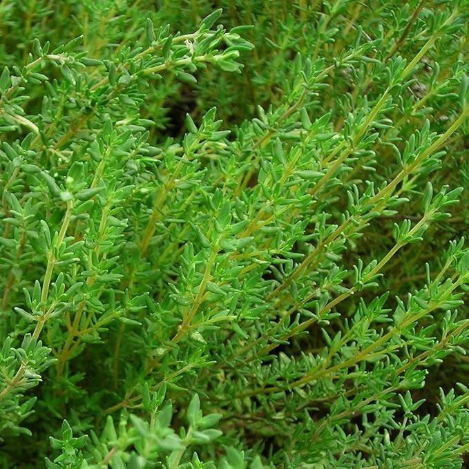 German Thyme Plants - Perfect for Indoor or Outdoor Gardening, High in Antioxidants, Fragrant and Flavorful Herb (4 ger Thyme Bags)