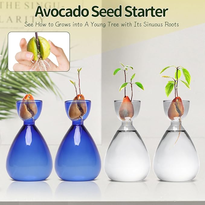 Avocado Vase Avocado Seed Starter Vases Trees Live Plants Growing kit Glass 2pc