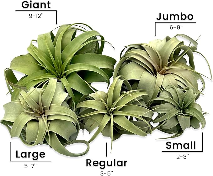 Live Air Plant - Tillandsia Xerographica, Jumbo 6-9” - 2 ct - Ideal for Gifts & Presents, Live Indoor Plants & Live House-Plants – Live Plants for Home décor