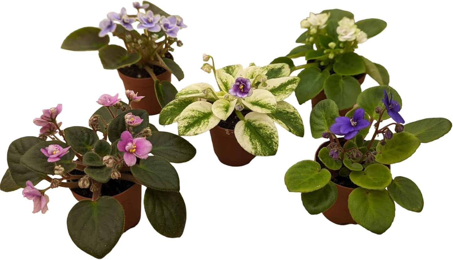Miniature African Violets Live Plants, 5 Pack, 2 inch Pots, for Terrariums, Home & Office Decor, Gifts