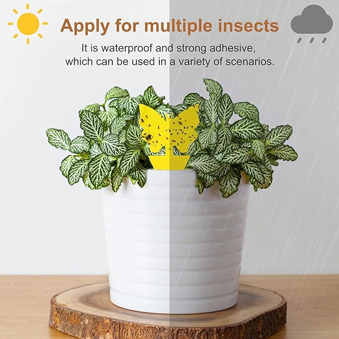 36 Pack Fruit Fly Traps for Indoors, Gnat Traps for House Indoor, Sticky Traps Fungus Gnats Killer for Mosquito and Flying Insects, Bug Pest Insect Catcher Killer for Houseplant