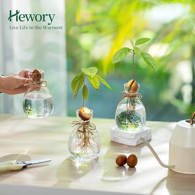 Hewory Avocado Seed Starter Vase: 3 Pcs Glass Avocado Tree Growing Kit Pot for Indoor Plant - Rustic Acorn Vases for Plant Gardening Lovers