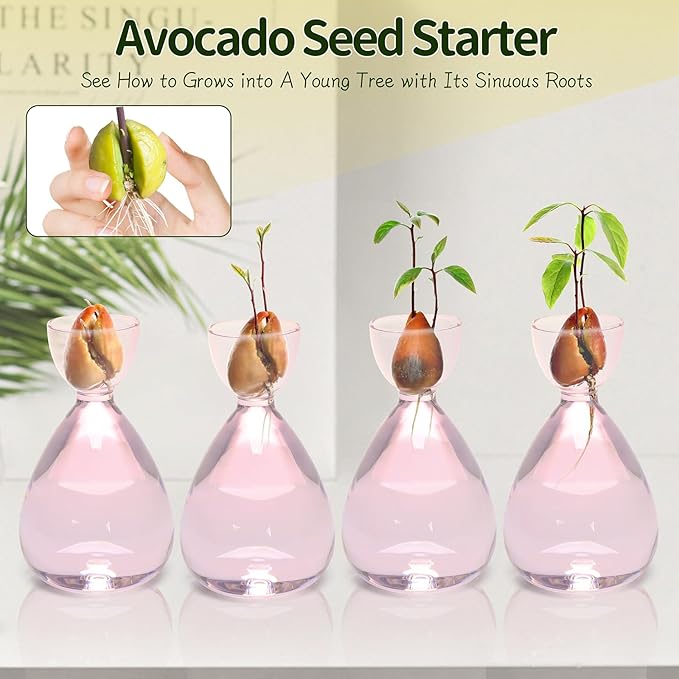 Avocado Vase Avocado Seed Starter Vases Avocado Trees Live Plants Growing kit Glass 2pc