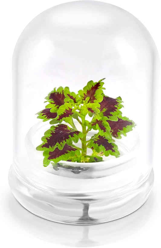 Rainbow Floral Terrarium - Self Grow, Maintenance Free -Coleus - 4" Dome