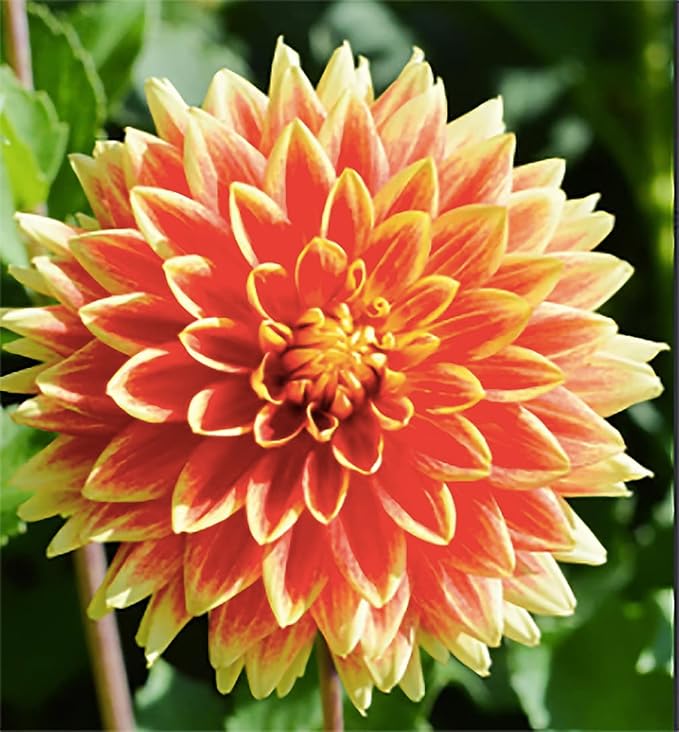 Bodacious Dahlia - 5 Gallon Size Bare Root Tuber Orange - Bold Orange Blooms for Spring Planting 2025 - Ideal for Outdoor Gardens and Containers