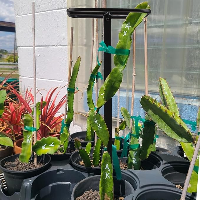 Dragon Fruit Trellis for Climbing Plants 50 * 12inches – Durable Metal Vertical Support Frame for Outdoor Gardens, Easy to Assemble, Stylish Design – Ideal Gift for Plant Enthusiasts