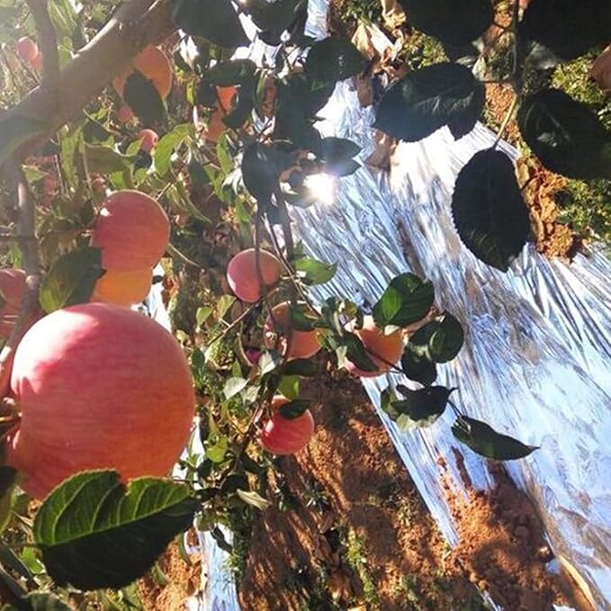 TEXALAN(R) Horticulture Highly Reflective Mylar Film Roll for Grow Room 2 Mil (4X25FT)