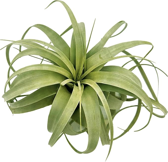 Air Plants - Tillandsia Xerographica, Giant 9-14” - 1ct - Live Arrival Gauranteed - House Plants for Home Decor & Gift