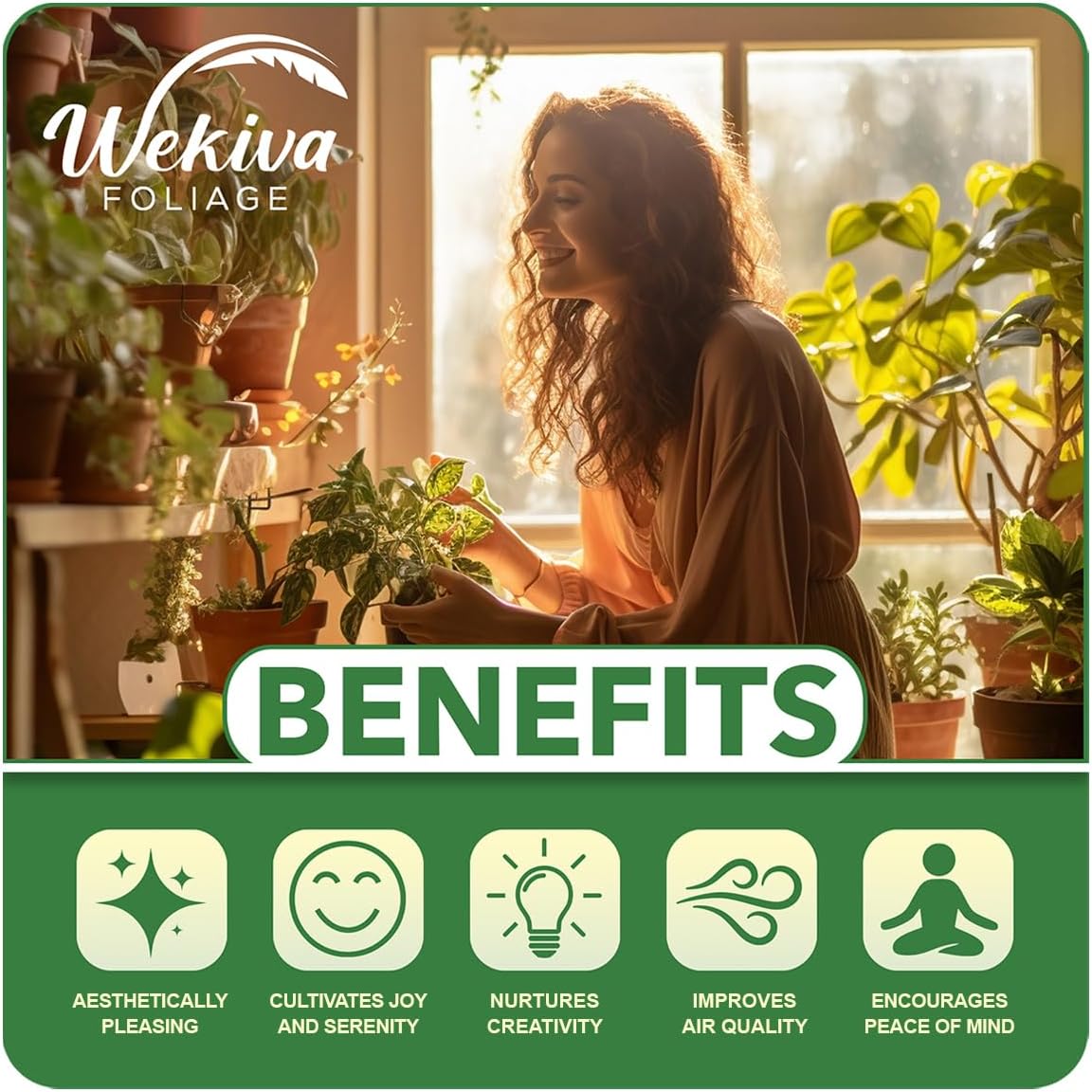 Celeste Fig Tree - 4 Live Starter Plants - Ficus Carica - Edible Fruit Tree for The Patio and Garden