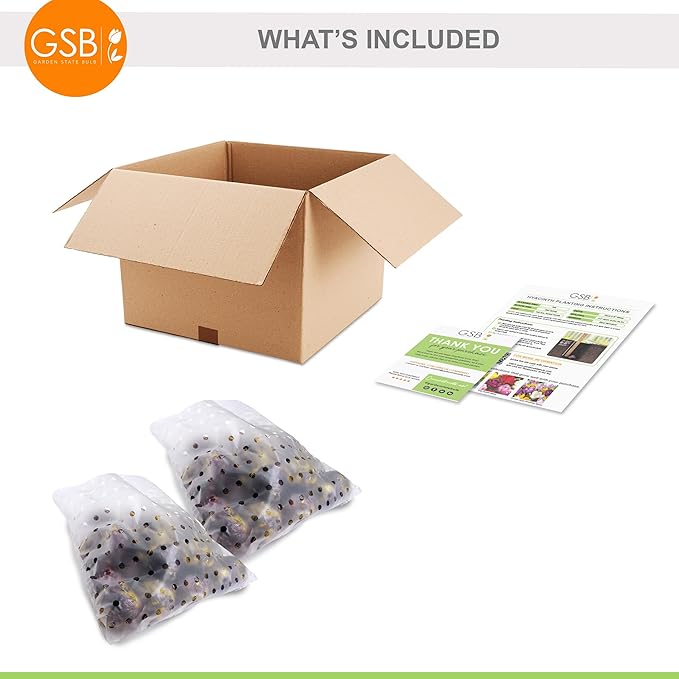 Garden State Bulb Pink Mix Hyacinth Flower Bulbs, 14/15cm, Fragrant, Fall Planting (Bag of 50)