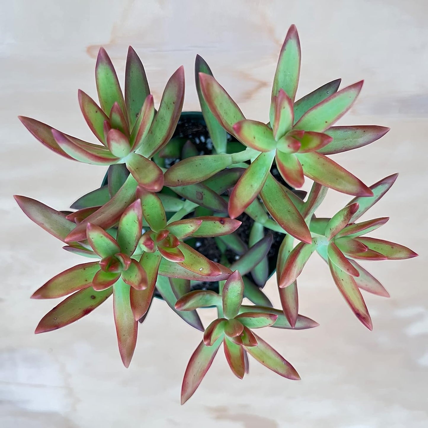 Sprout N Green Sedum Adolphi 'Firestorm', Live Succulent Fully Rooted in 4 inch Nursery Planter Pots with Soil, House Plant for Home Office Wedding Decoration DIY Projects Party Favor
