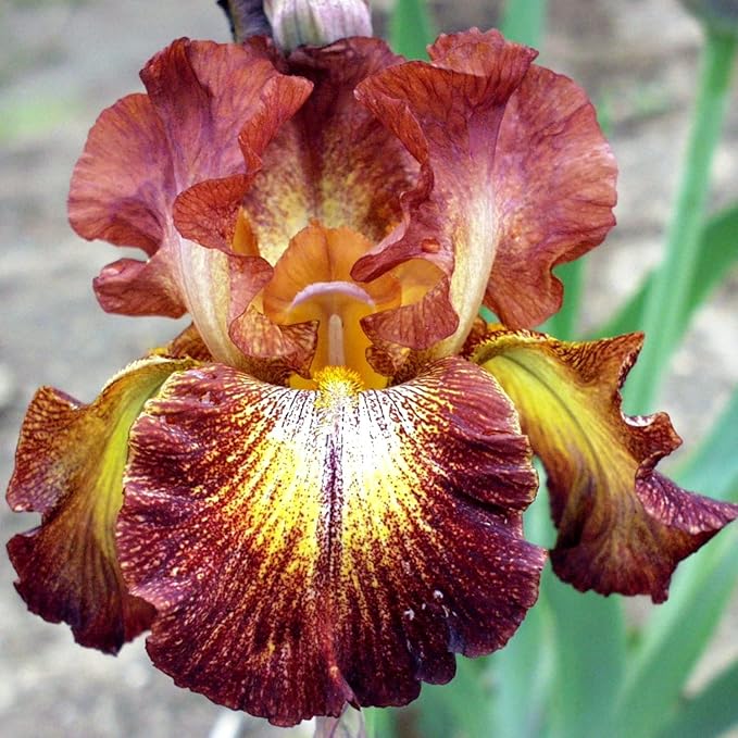 Easy to Grow Bearded Iris Paprika Fono - 9 Plant Bulbs Rhizomes, Burgundy Red & Yellow Flowers in Spring to Fall, Full Sun Low Maintenance
