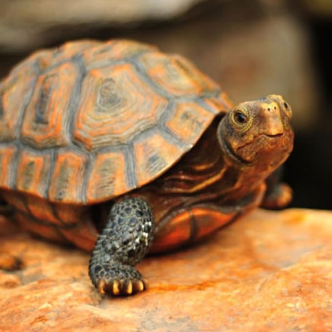 AETVRNI Turtle Figurine Garden Statue Resin Animal Sculpture Realistic Turtle of Polyresin Garden Patio Lawn Yard Outdoor Decorative,L