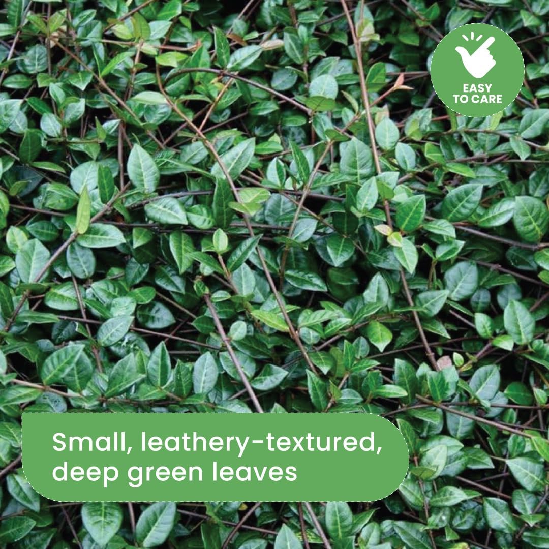 American Plant Exchange Asiatic Jasmine Minima – 6-Inch with Pot – Live Evergreen Groundcover Plant, Low Maintenance Greenery for Home, Garden Beds, or Landscape Borders