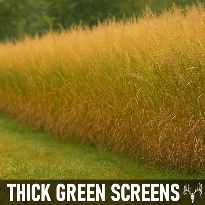 BigAzz Switchgrass Seed, Bulk RC Big Rock Variety, Extra Tall Drought-Tolerant Native Perennial Grass for Deer Habitat, Bedding Areas, Green Screens & Food Plots (4 pounds)