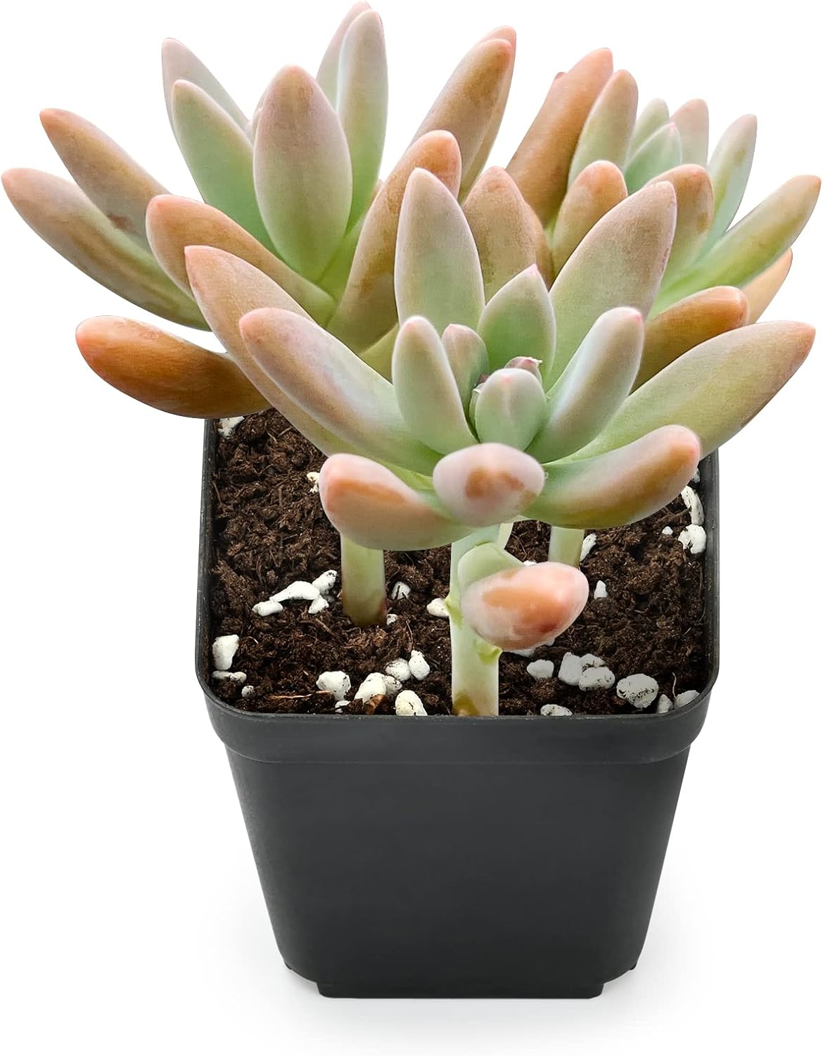 Sprout N Green x Graptosedum 'Darley Sunshine' | x Graptosedum Francesco Baldi, Live Succulent Plant Rooted in 2" Starter Pot, House Plant for Indoor Outdoor Home Wedding Decoration Party Favor