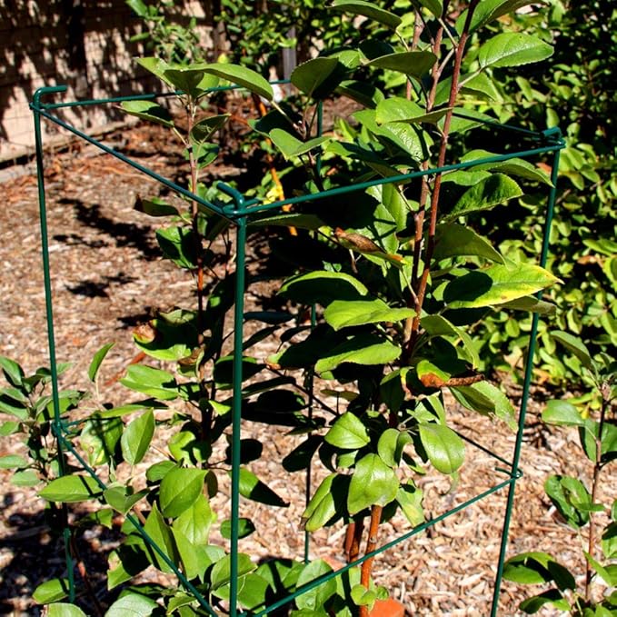 Green Square Folding Tomato Cage Plant Support Stake Tower 12 inch by 46 inch, Pack of 2 Sets