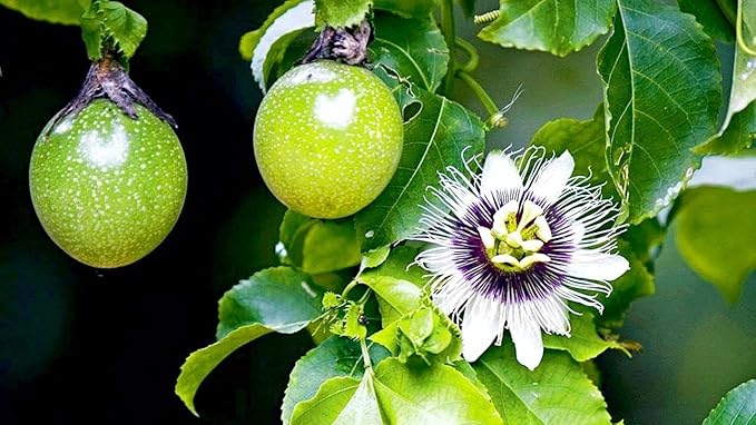 Premium Passion Fruit Potting Soil Mix - Perfect Balance of Nutrients, Drainage, and Aeration for Thriving Passion Fruit Vines - 1 Quart