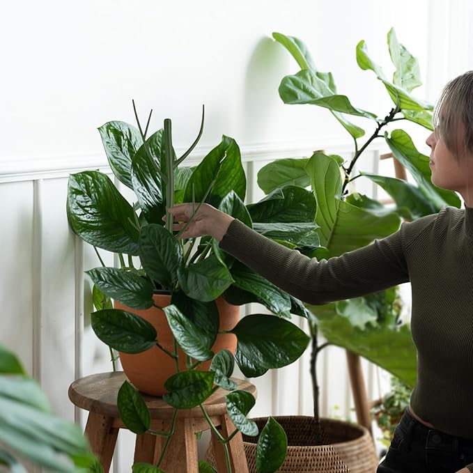 Plant Support Stakes Set 6 Pack 28.5" Detachable Twig Monstera Plant Support Sticks with Dragonfly Clips Orchid Clips, Stackable Green Branch Trellis for Climbing Potted Plants Indoor Outdoor