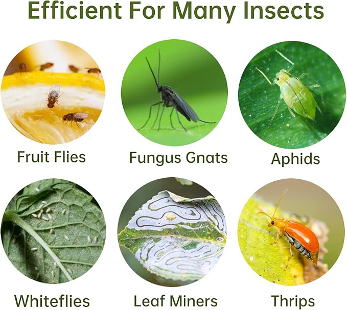 120 Pack Fruit Fly Trap for Indoors, Fungus Gnat Killer Indoor Sticky Traps for Mosquito and Flying Insects, Bug Pest Insect Catcher Killer for Houseplant Non-Toxic