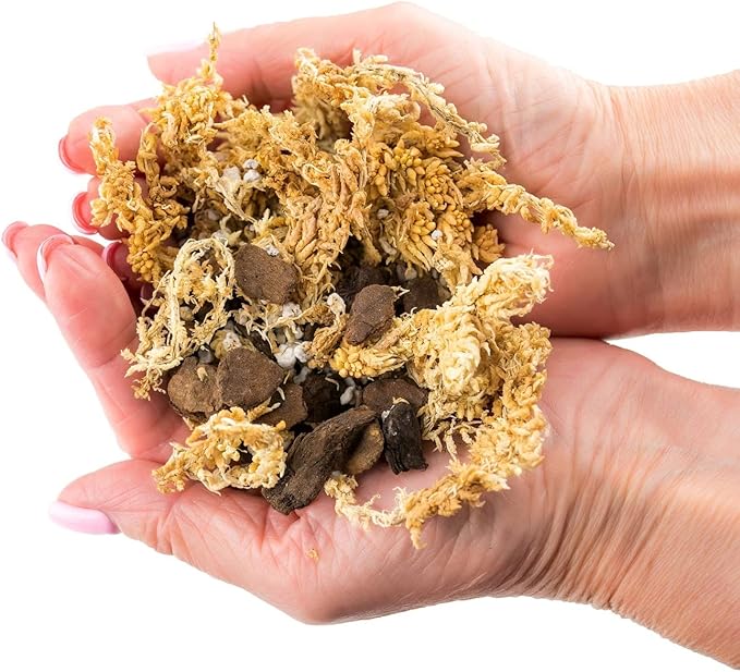 Premium Preserved Reindeer Moss for Potted Plants, Terrariums, Fairy Gardens, Arts and Crafts or Floral Decor Design in Natural (4 Quart Bag)