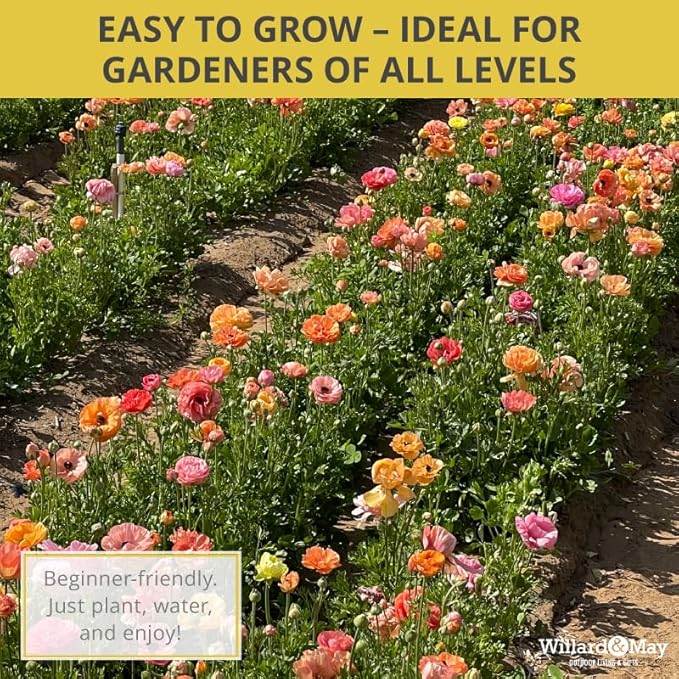 25 Pastel Mixed Ranunculus Bulbs Spring Planting - Buttercup Color Mix Value Bag - Plant in Gardens, Borders & Flowerbeds - Easy to Grow Flowers Bulbs by Willard & May