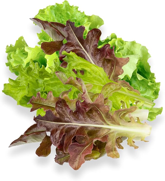 Gourmet Looseleaf Lettuce Blend - Complete Seed Pod Plugs with Plant Food - 10 Pods for Hyrdoponic Gardens, Click and Grow, Lettuce Grow and Outdoor Gardens