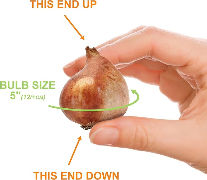 Garden State Bulb Triumph Candy Cane Mix Tulip Flower Bulbs, 12/+ cm, Fall Planting (Bag of 50)