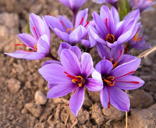 Saffron Crocus Bulbs - Grow Saffron Spice - Very Rare, Easy to Grow Perennial (50 Bulbs)