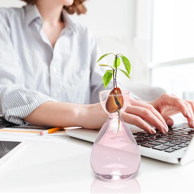 Avocado Vase Avocado Seed Starter Vases Avocado Trees Live Plants Growing kit Glass 2pc