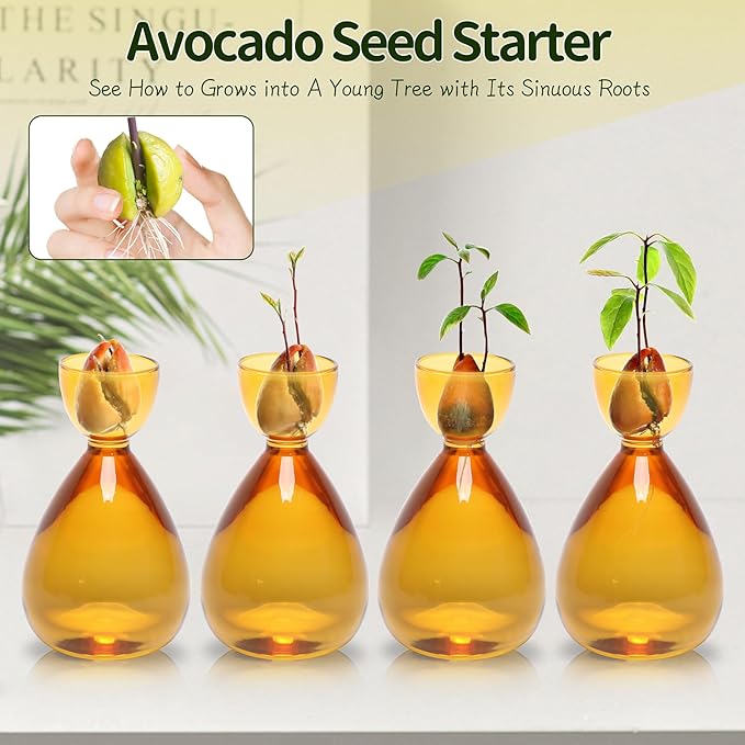 Avocado Vase Avocado Seed Starter Vases Trees Live Plants Growing kit Glass 2pc