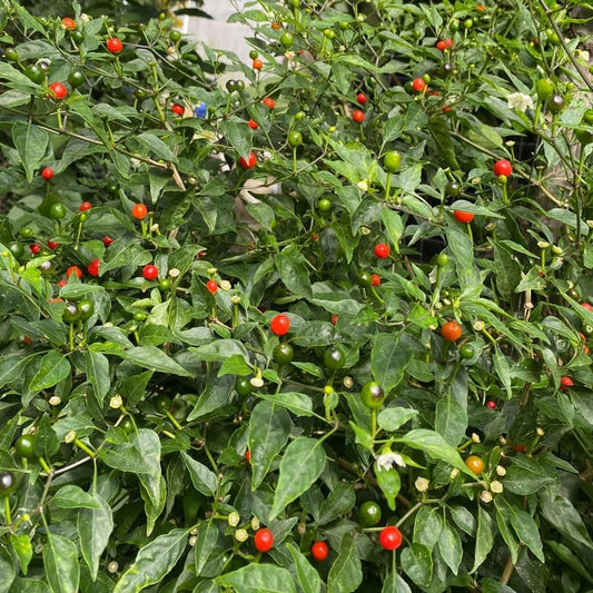 Chiltepin Pepper Plant, 4 Inch Pot, 6-10 Inch Red Hot Pepper Plants Live for Planting Outdoor