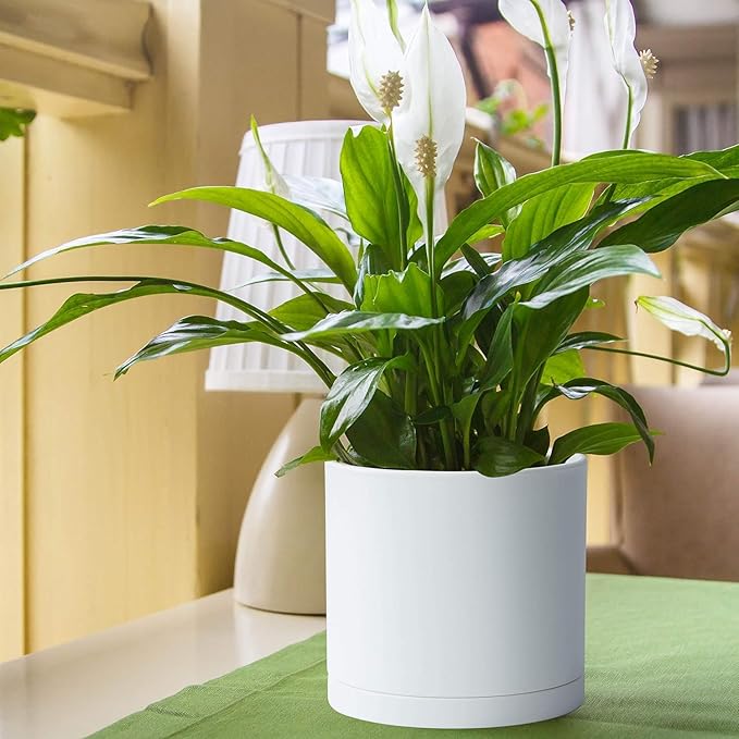 D'vine Dev 2 Pack 8 Inch Modern Plastic Plant Pots, Cylindrical Garden Planters for Plants with Drainage Holes and Saucers, White, 74-Z-M-1