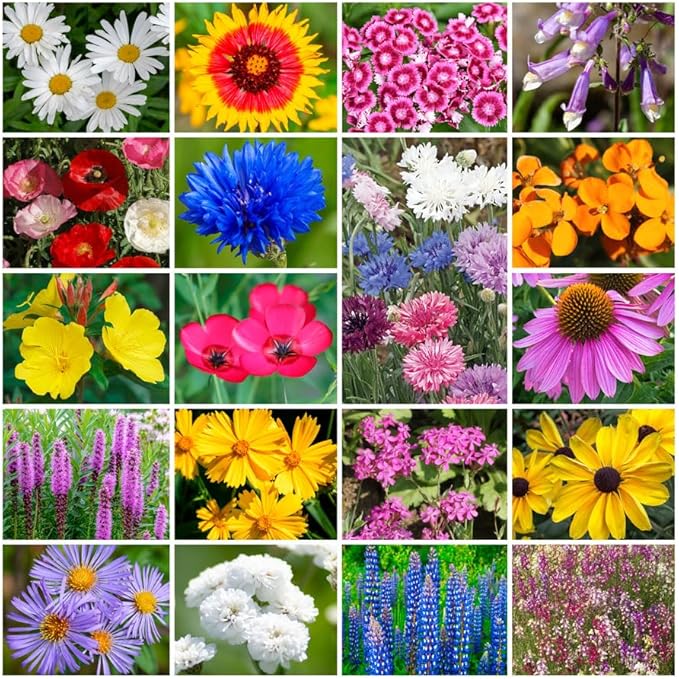 Park Seed Grow Your Own Vibrant Annual and Perennial Wildflower Garden Seeds Mixture, Easy to Grow Varieties for Pollinators and Spring Gardens - Northeast Regional Mix, 50 lbs