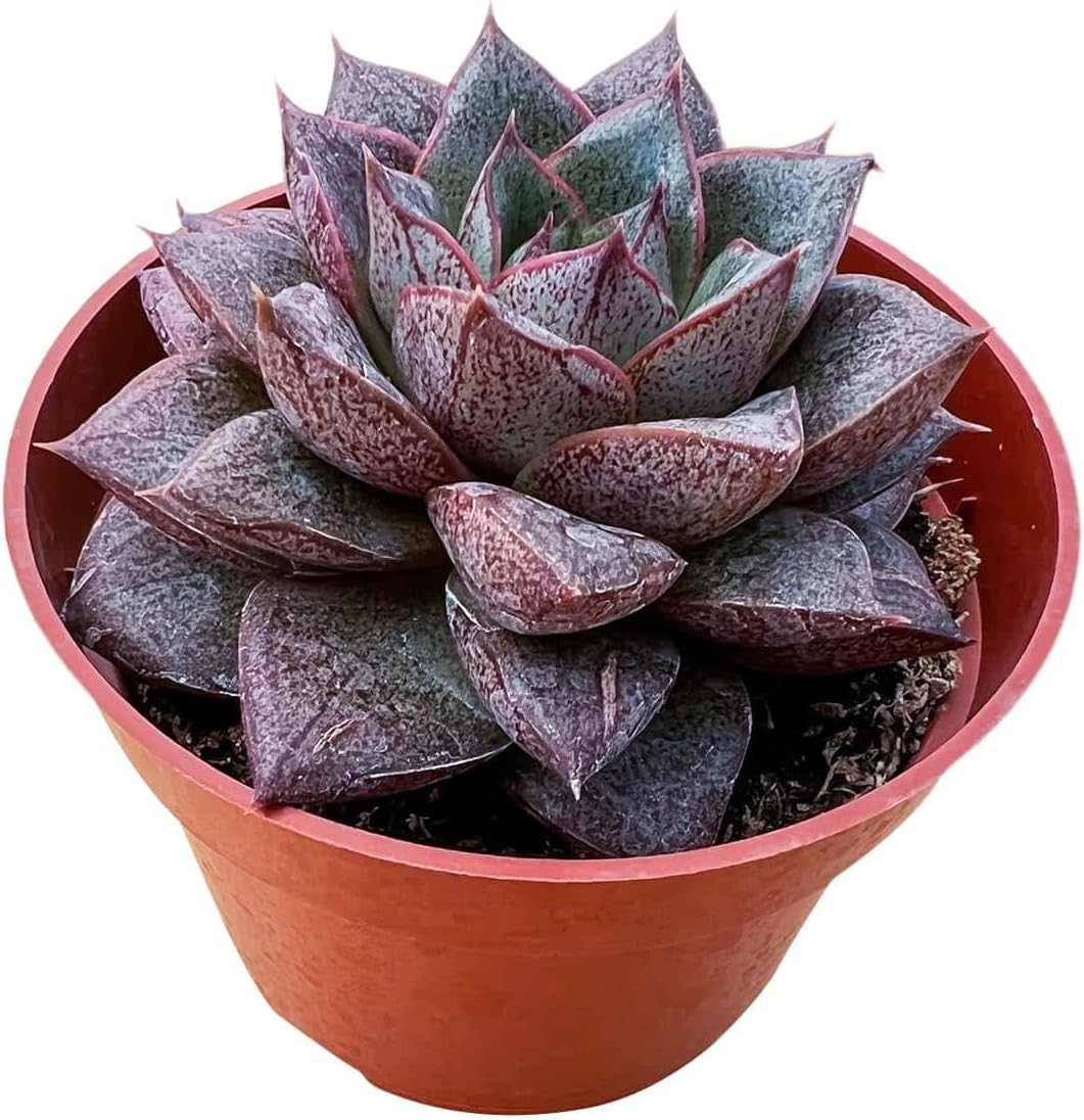 Live Succulent Plants Echeveria 'Purpusorum', Easy Care Potted Succulents, Approx 4" D x 6" H, Indoor Houseplant, Unique Gifts, Home Office Décor