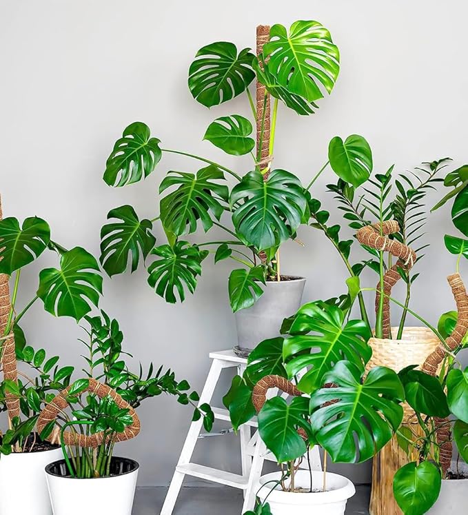 2 Pack 27.56'' Bendable Moss Pole Monstera Plant Support for Climbing Indoor Plants - Stakes for Potted Climbers - Tall Sticks Indoor Trellis for Houseplants - Accessories for Monstera Pot