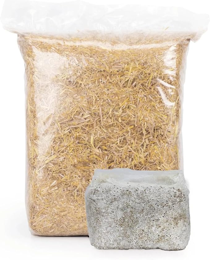 North Spore 'MushBucket' Pink Oyster Mushroom Bucket Grow Kit | Grow Mushrooms | Organic Mushroom Grow Kit