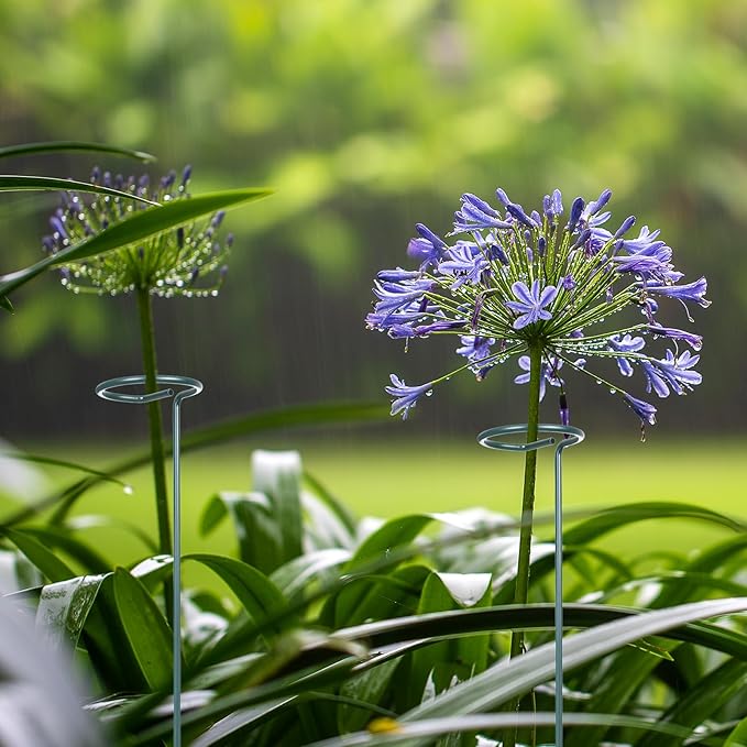 4 Set 36 Inch Plant Stakes Tall, Plant Support Stakes for Indoor or Outdoor, Flower Stake and Supports Three Sizes(12 or 24 or 36 Inch) for Flowers Tomato Amaryllis Lily Peony Rose