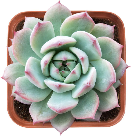 Live Succulent Echeveria Prism, Approx 2-inch Large, Potted Succulents, Fully Rooted, Easy Care House Plants