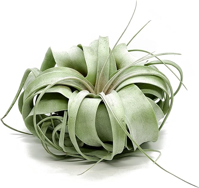 Live Air Plant - Tillandsia Xerographica, Jumbo 6-9” – 1 ct - Ideal for Gifts & Presents, Live Indoor Plants & Live House-Plants – Live Plants for Home décor