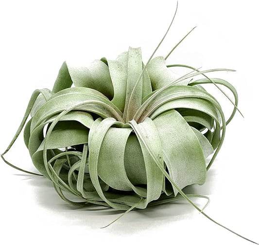 Live Air Plant - Tillandsia Xerographica, Jumbo 6-9” – 1 ct - Ideal for Gifts & Presents, Live Indoor Plants & Live House-Plants – Live Plants for Home décor