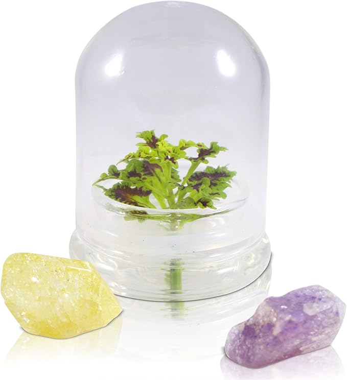 Rainbow Floral Terrarium - Self Grow, Maintenance Free -Coleus - 4" Dome