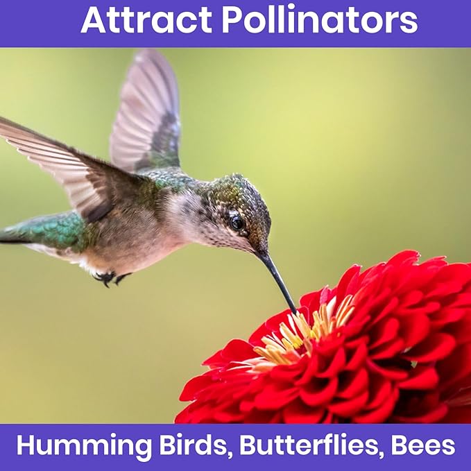 NatureZ Edge Zinnia Seeds for 2025 Planting Outdoors, Over 8250 Flower Seeds, 2 Oz, Non GMO Made in USA, Bulk Semillas De Flores para Sembrar, California Giants, Easy to Grow Zinnia Seed Mix