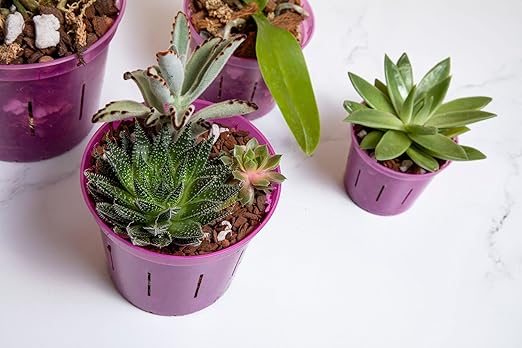 rePotme Cactus & Succulent Food - Feed ME! Fertilizer (8 Oz), Makes 96 Gallons of Fertilizer