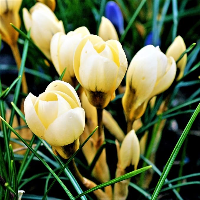 Easy to Grow Crocus 'Cream Beauty' Plant Bulbs (20 Pack) - Fragrant Cream Yellow Flowering Blooms in Spring Gardens
