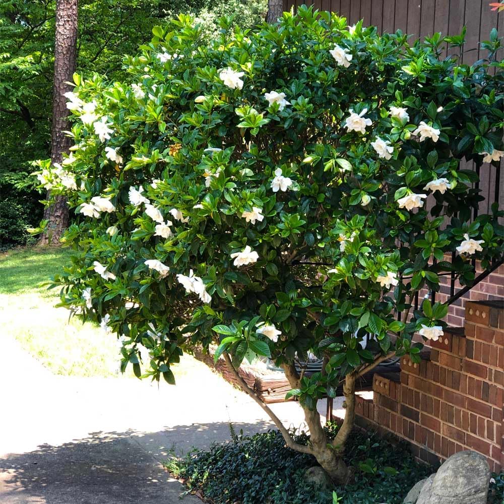 Gardenia Veitchii - Everblooming - Gardenia Jasminoides. Fragrant Evergreen Shrub with Glossy Foliage and Pure White Blooms, Perfect for Pots, Borders, or Gardens (2 Gardenia Veitchii Plants in Sac)