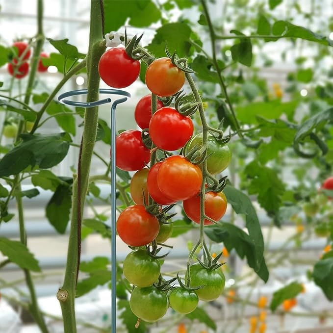 4 Set 36 Inch Plant Stakes Tall, Plant Support Stakes for Indoor or Outdoor, Flower Stake and Supports Three Sizes(12 or 24 or 36 Inch) for Flowers Tomato Amaryllis Lily Peony Rose